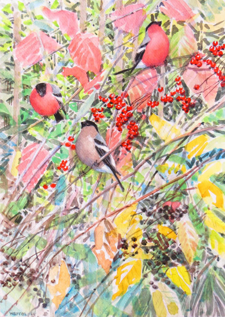 346 - Bullfinches