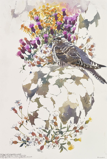 358 - Young Cuckoo and coastal colours