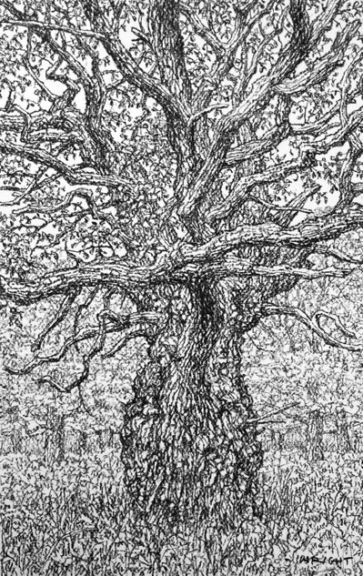 366 - An Ancient Gnarled Oak in Autumn