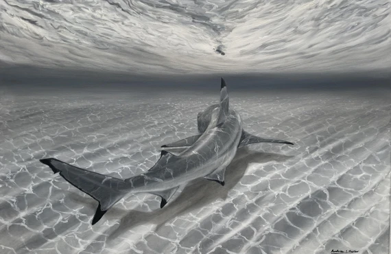 142 - Blacktip Reef Shark