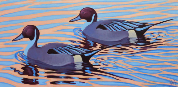 016 - Swimming against the tide, drake Pintails