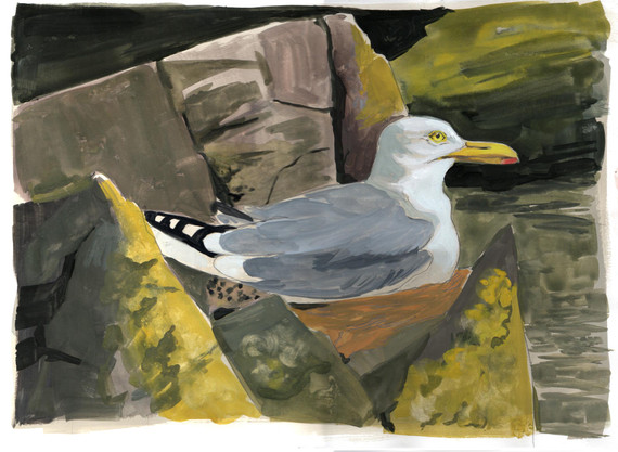 033 - Nesting Herring Gull on Fidra 1