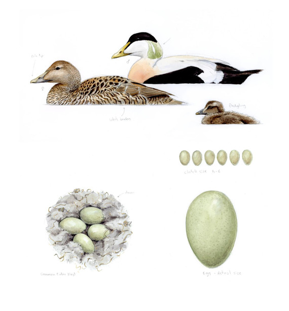 065 - Common Eider