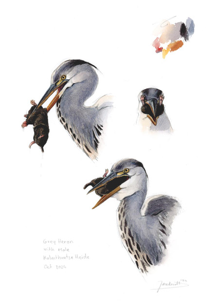 066 - Grey predator