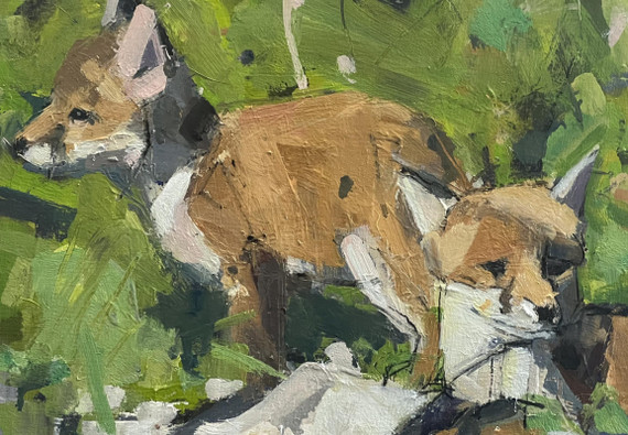 071 - Fox cubs