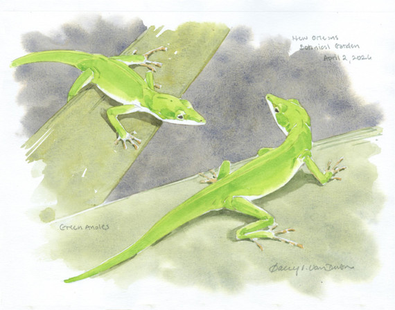 080 - Green Anoles, New Orleans, LA