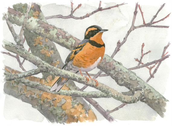 084 - Varied Thrush, Petersham, MA