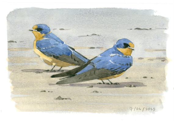 085 - Young Barn Swallows, Wachusett Meadow