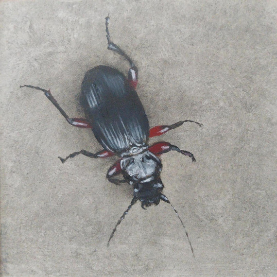 099 - The Rain Beetle