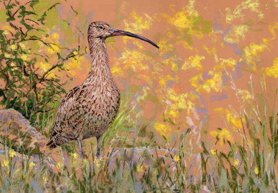 100 - Curlew in grass 3