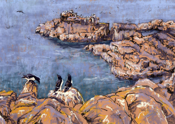 103 - Razorbills, Isle of May