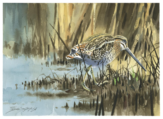 105 - Common Snipe