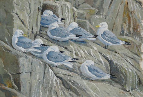 132 - Kittiwake company