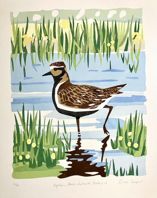 142 - Golden Plover, Culswick, Shetland