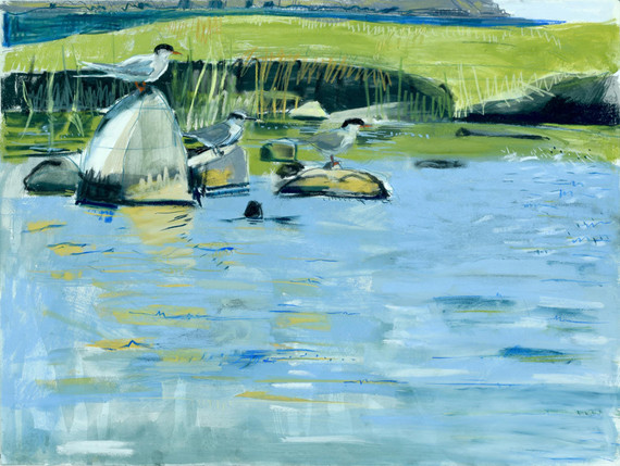 169 - Resting Terns, Scatness