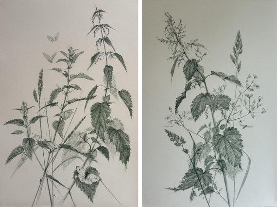 170 - Amongst the nettles