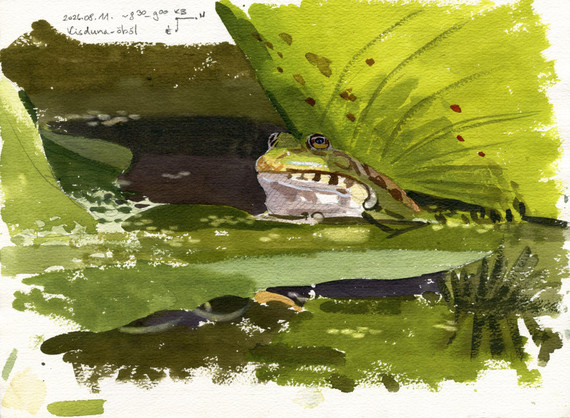 174 - Edible Frog field sketch