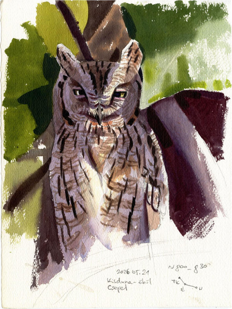 175 - Eurasian Scops Owl field sketch