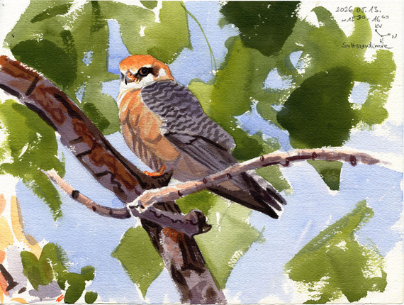 177 - Female Red-footed Falcon field sketch