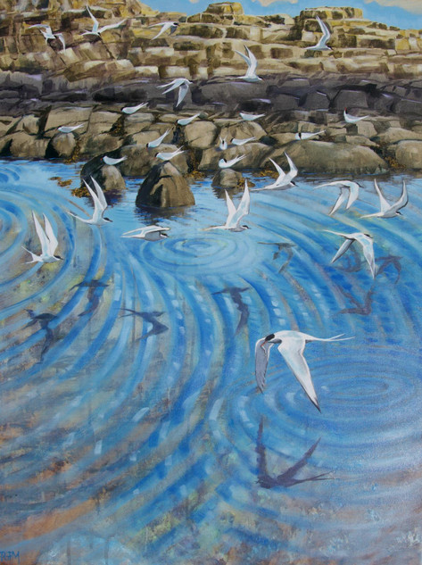 209 - Arctic Terns return to the Isle of May
