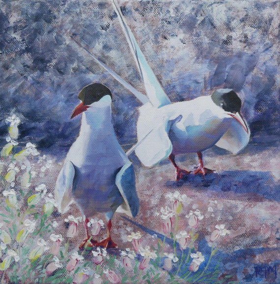 211 - Terns-a-courting