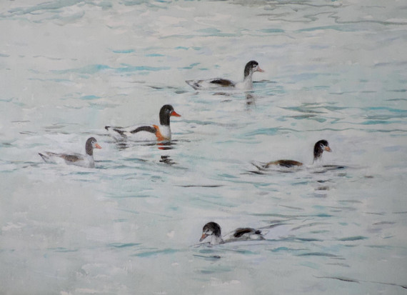 220 - Shelduck family
