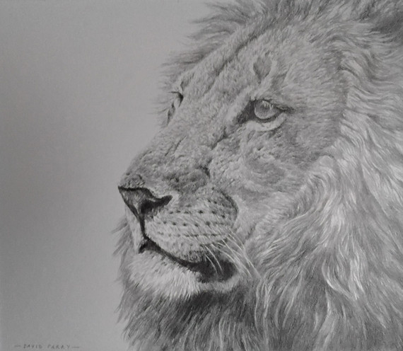 224 - Ngorongoro Pride Lion