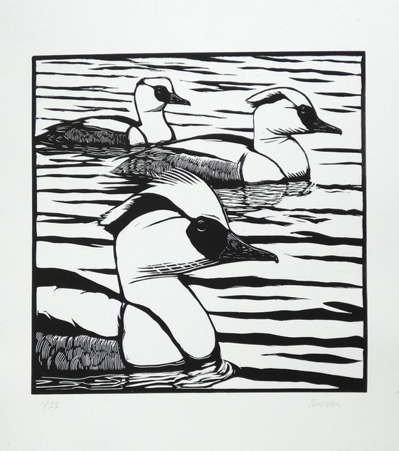 228 - Drake Smews