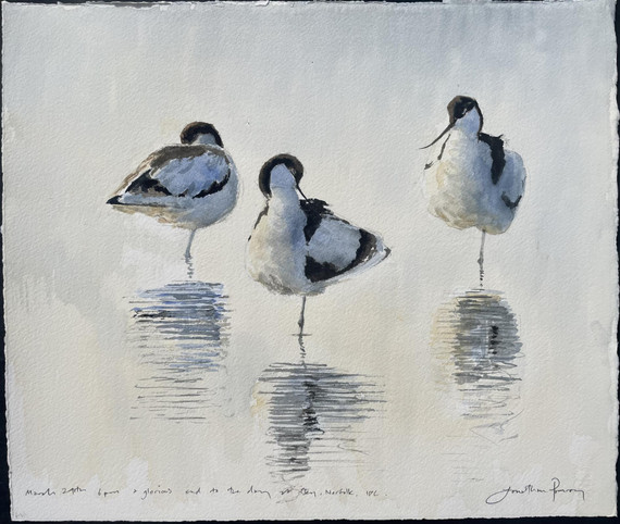 230 - Avocets at Cley