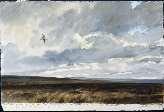 232 - Curlew near Danby, North York Moors