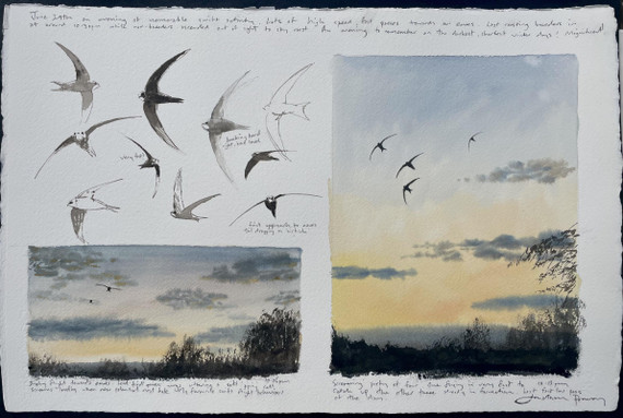 234 - Swifts and skies - 29th June