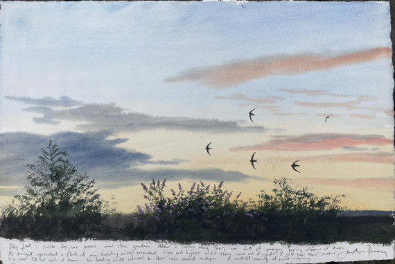 235 - Swifts’ low, fast pass - 2nd July