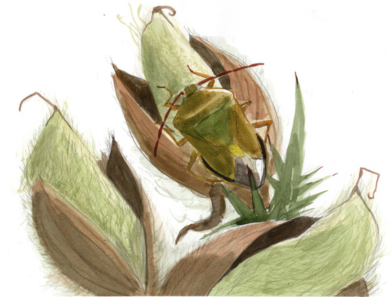 236 - Gorse Bug and seed heads