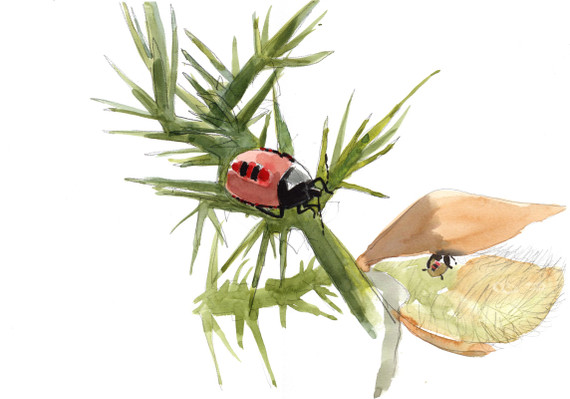 239 - Gorse Bug nymphs tiny and small