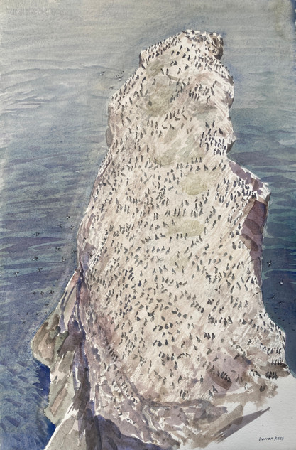 248 - The Cleaver, St Abbs