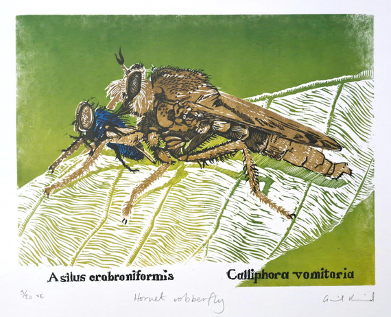 251 - Hornet Robberfly