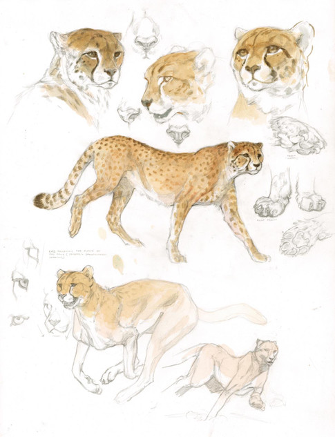 267 - Cheetah studies