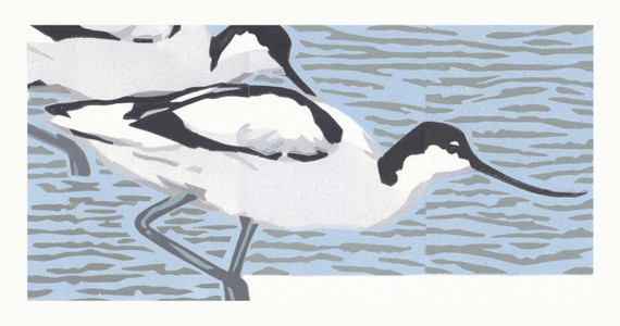 277 - Avocet