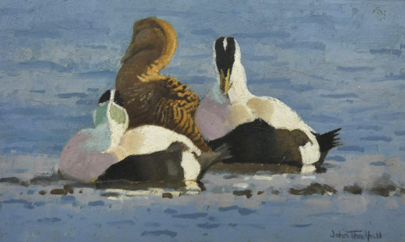 298 - Eider down time