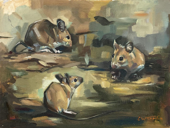 303 - Mouse study