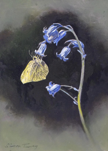313 - Brimstone on Bluebell