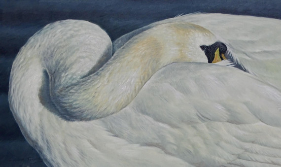 317 - Mute Swan