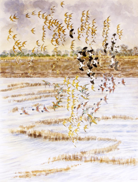 340 - Golden Plovers, Lapwings, Teal and Fieldfares