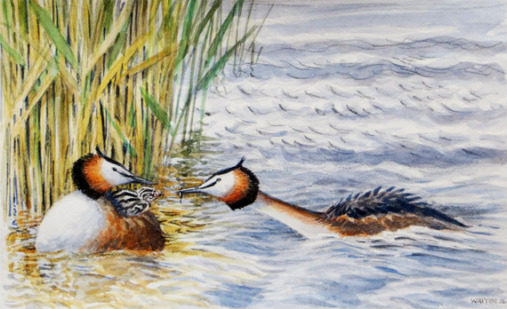 341 - Great Crested Grebes