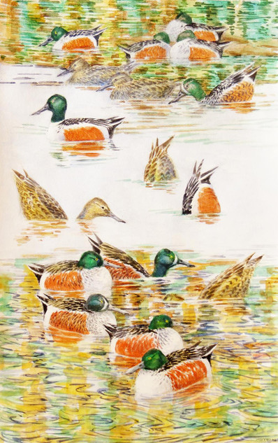 343 - Shovelers