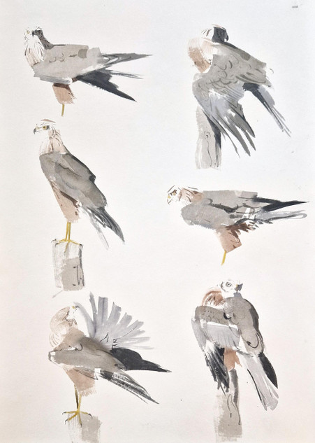 347 - Marsh Harrier preening in morning sun, Udkæret, Bornholm