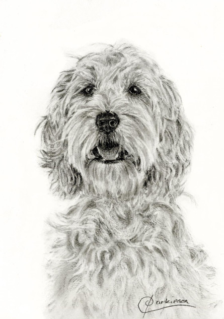 325 - The Cockapoo – A Charcoal Serenade to Canine Bliss