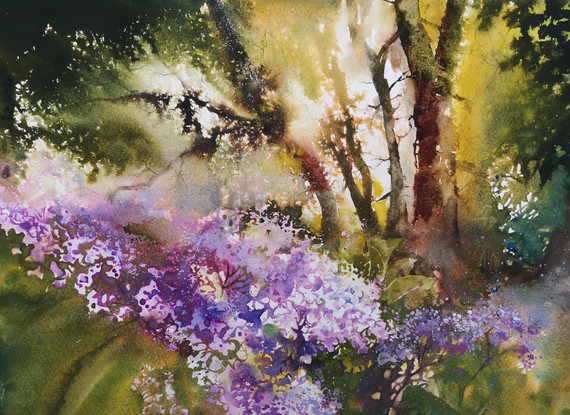 056 - Woodland Hydrangeas