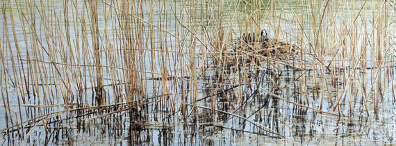 427 - Hiding in Plain Sight