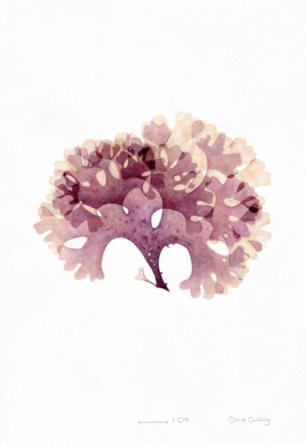 107 - Seaweed, No. 1 (Chondrus Crispus)